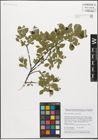 Foto von Salix myrsinifolia Salisb.